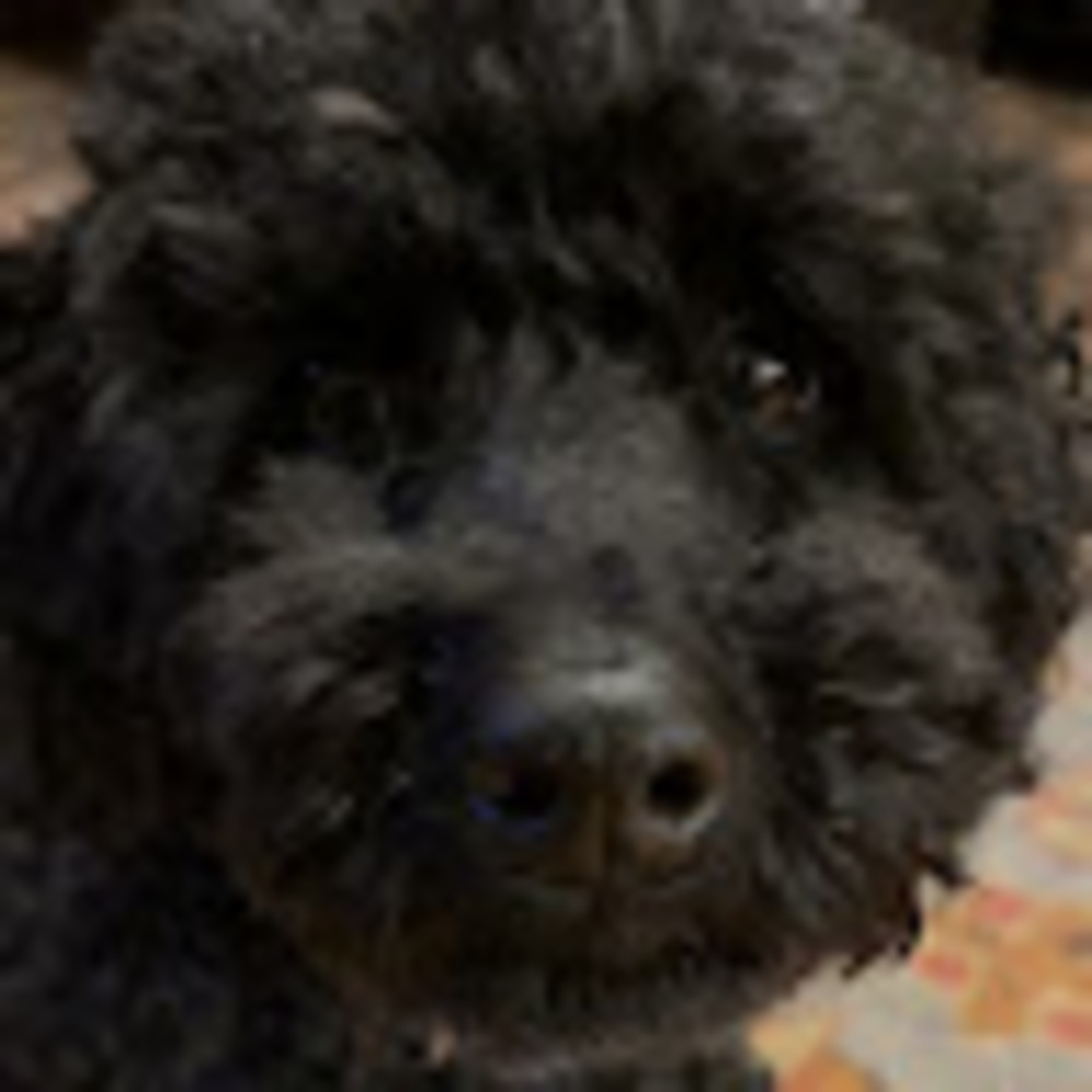Meet your Posher, Zinna